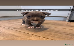 Mixed Breed dogs for sale: Staffy x mastiff mix  - Image 21
