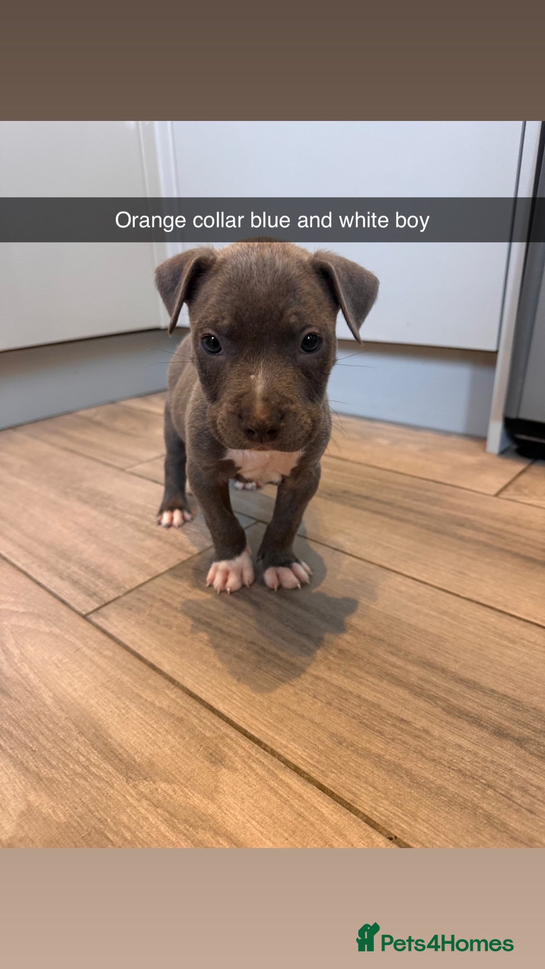 Mixed Breed dogs for sale: Staffy x mastiff mix  - Image 21