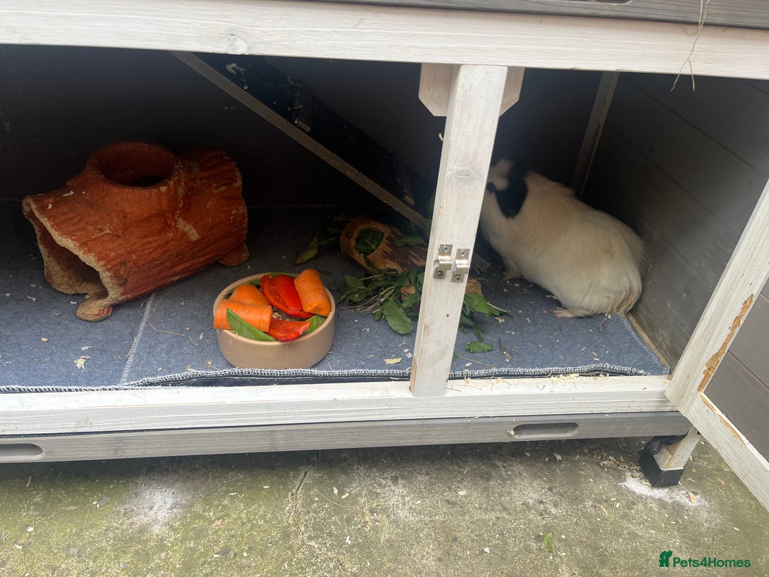 Guinea Pig rodents for sale: 4 Guinea pigs, hutches and accessories  - Image 8