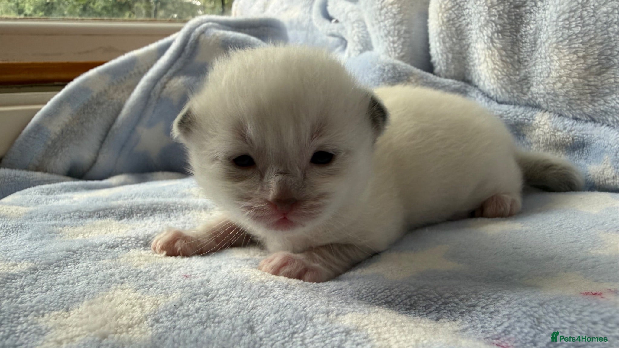 Ragdoll cats Stunning Ragdoll kittens Blue & Lilac Mitted boys  - Advert 1