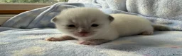 Ragdoll cats for sale: Stunning Ragdoll kittens Blue & Lilac Mitted boys  - Advert 1