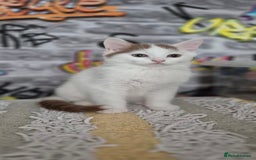 Munchkin cats for sale: Munchkin kittens ready for reservations or collect - Image 9