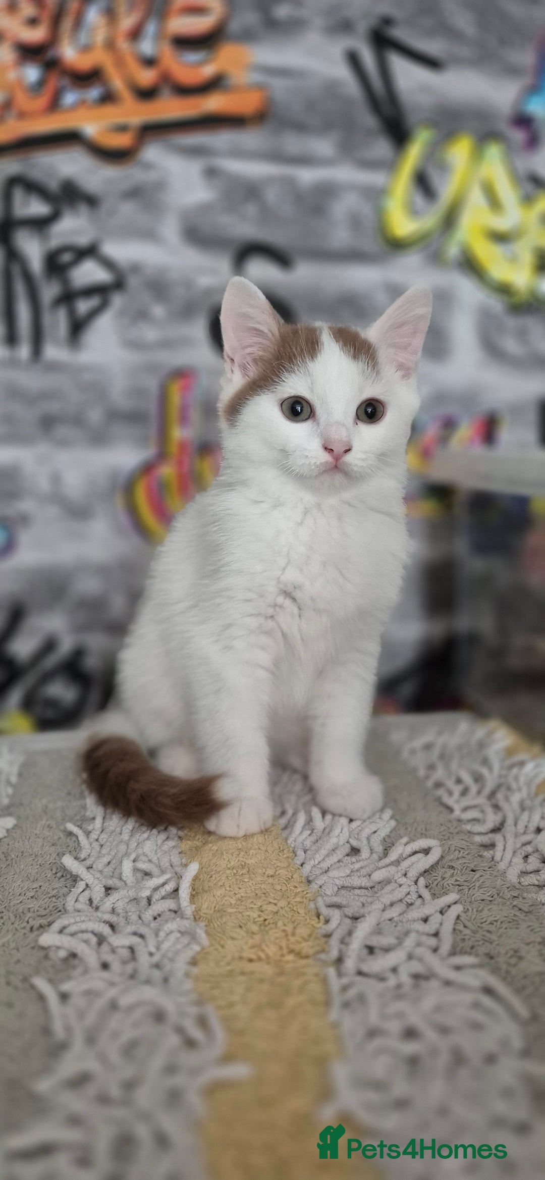 Munchkin cats for sale: Munchkin kittens ready for reservations or collect - Image 9