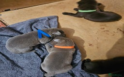 Mastiff dogs for sale: Mastiff Hybrids  - Image 2