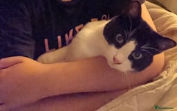 British Shorthair cats for sale: Two Cats - Image 3