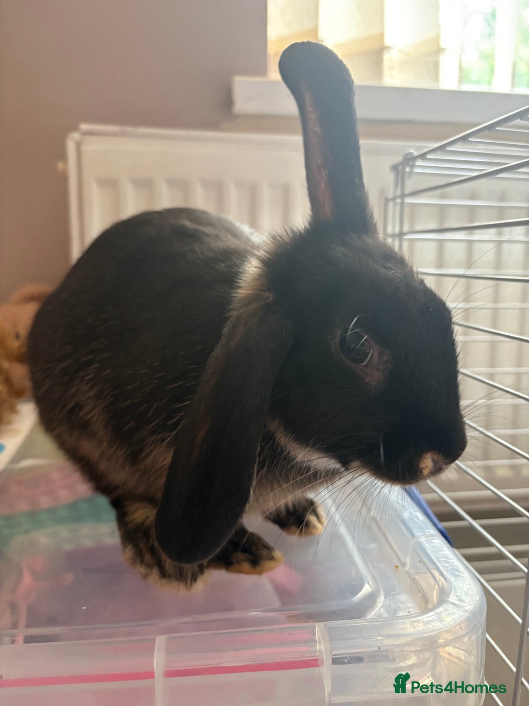 Polish rabbits for sale: Rabbit’s - Image 3