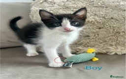 Domestic Shorthair cats for sale: 4 beautiful kittens looking for forever homes  - Image 4