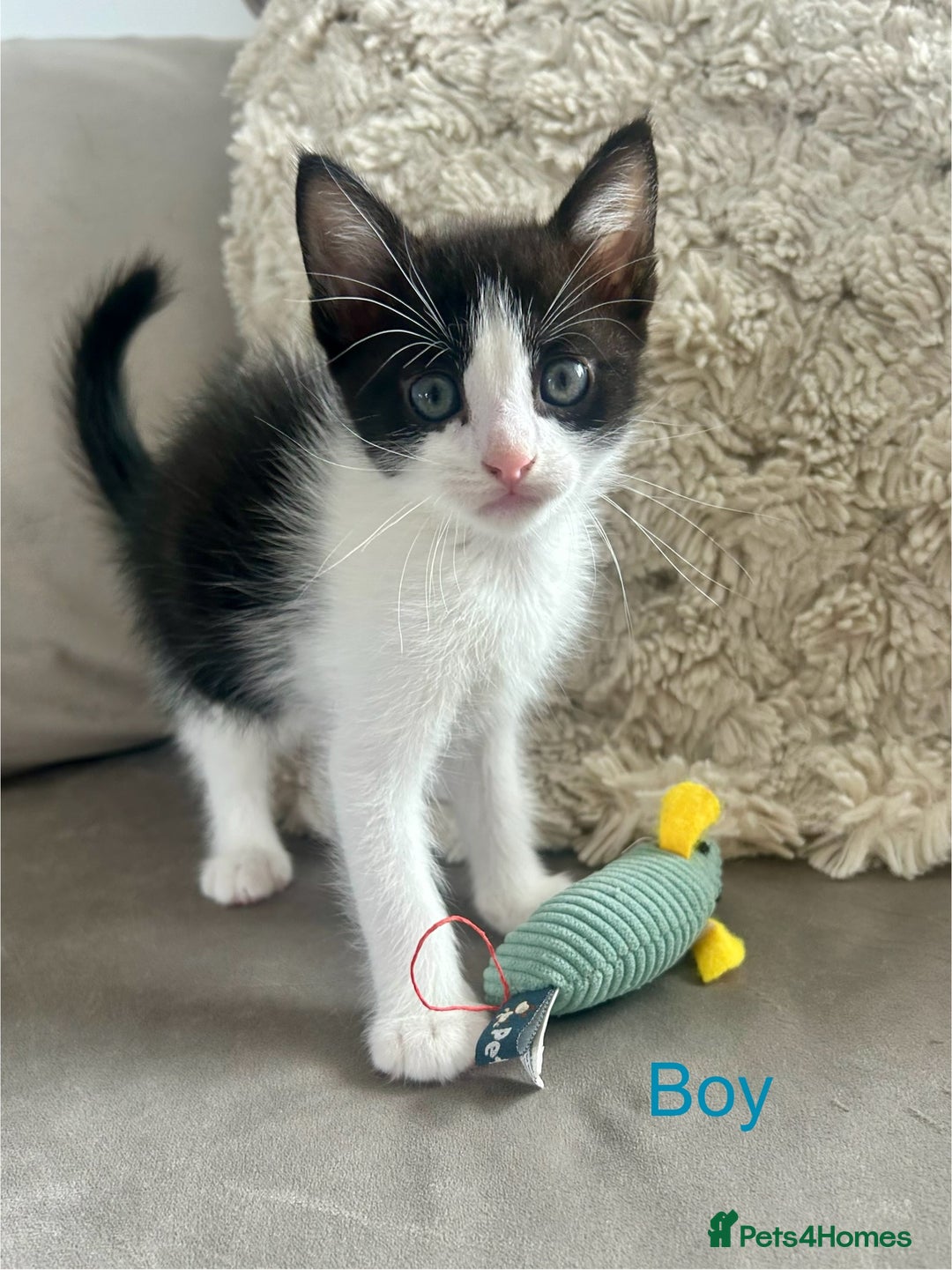 Domestic Shorthair cats for sale: 4 beautiful kittens looking for forever homes  - Image 4
