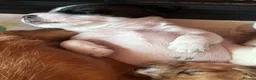 Jack Russell dogs for sale: Miniature Jack Russell Puppies  in Windlesham - Advert 13