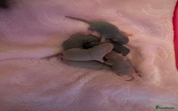 Rat rodents for sale: 🐭✨ Baby Dumbo Rats Looking for Forever Homes  - Image 7
