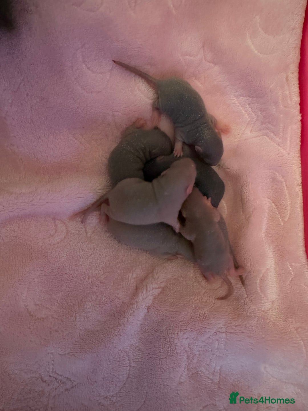 Rat rodents for sale: 🐭✨ Baby Dumbo Rats Looking for Forever Homes  - Image 7