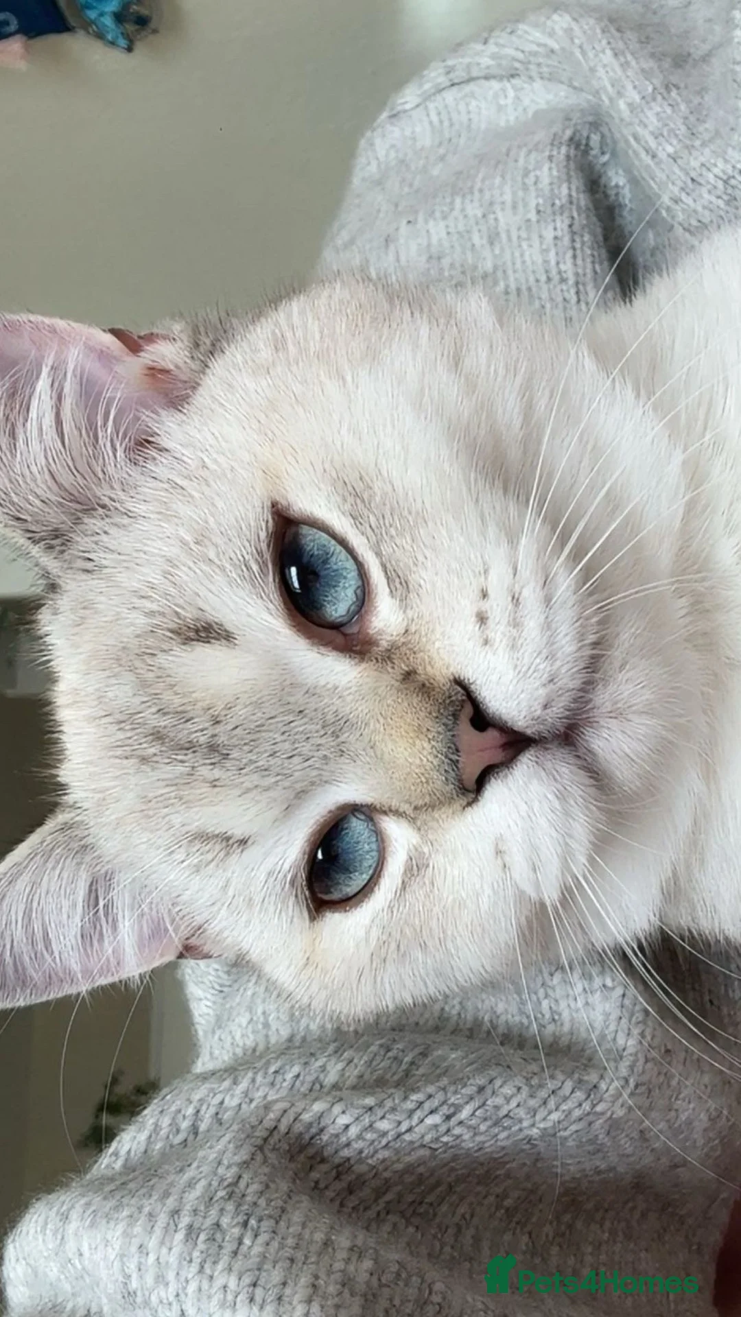 Mixed Breed cats for sale: British Short Hair & Scottish Fold - Advert 6