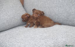 Chihuahua dogs for sale: Russian CHAMPION Apple head/Chihuahuas - Image 2