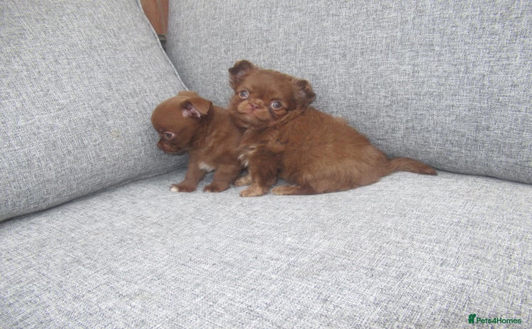 Chihuahua dogs - Advert 5