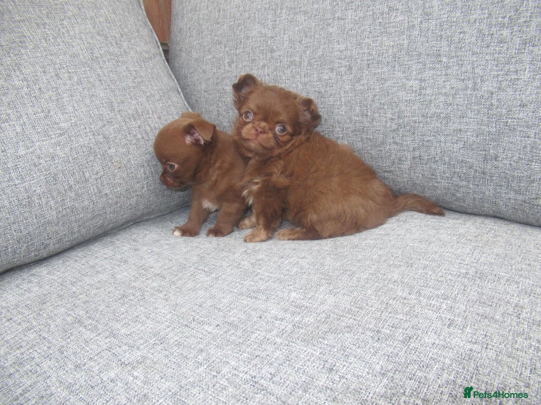 Chihuahua dogs for sale: Russian CHAMPION Apple head/Chihuahuas - Image 2