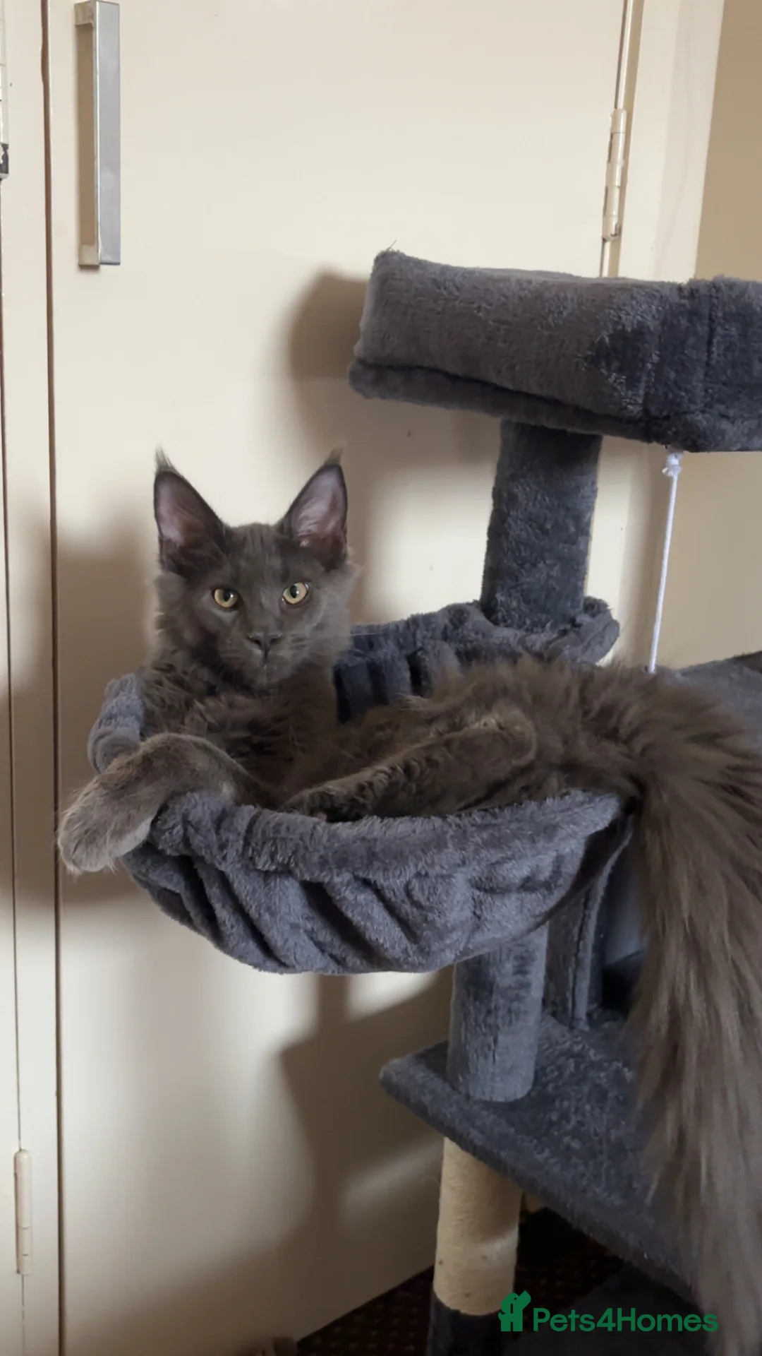 Maine Coon cats for sale: Maine coon kitten - Advert 2