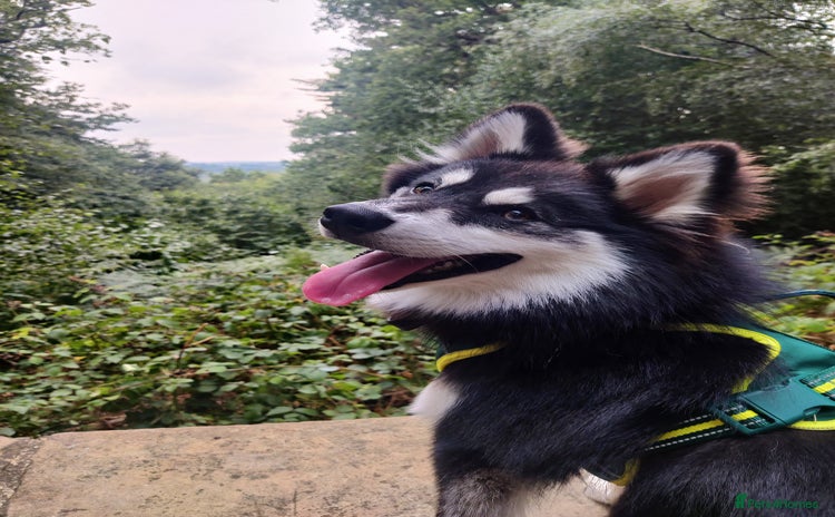 Pomsky dogs - Advert 1