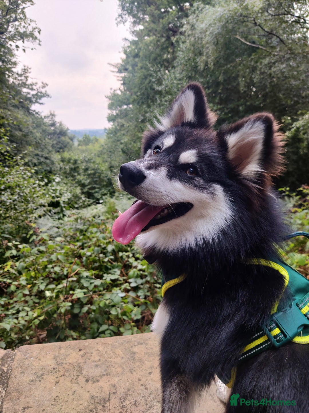 Pomsky dogs for sale: 8 month Pomsky - Image 1