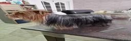 Yorkshire Terrier dogs for sale: Yorkshire terrier puppies  - Advert 16