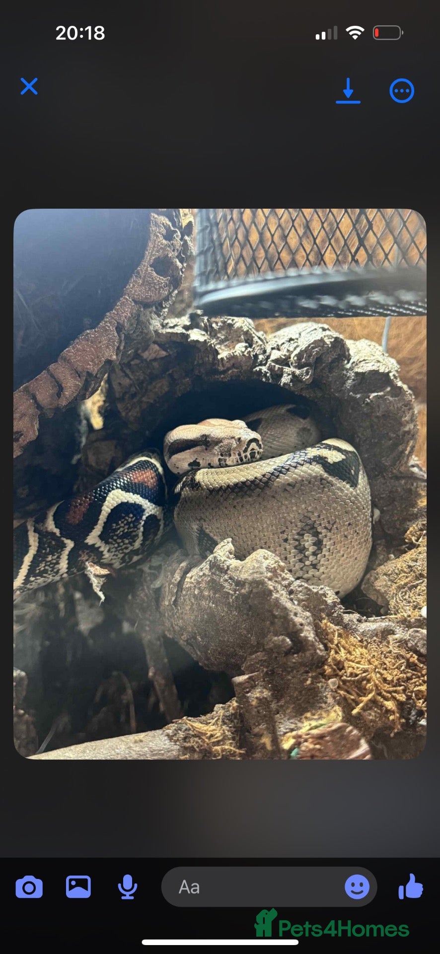 Boa Snake reptiles BCI Male Boa Constrictor Imperator 7 yrs 6-7ft - Advert 5