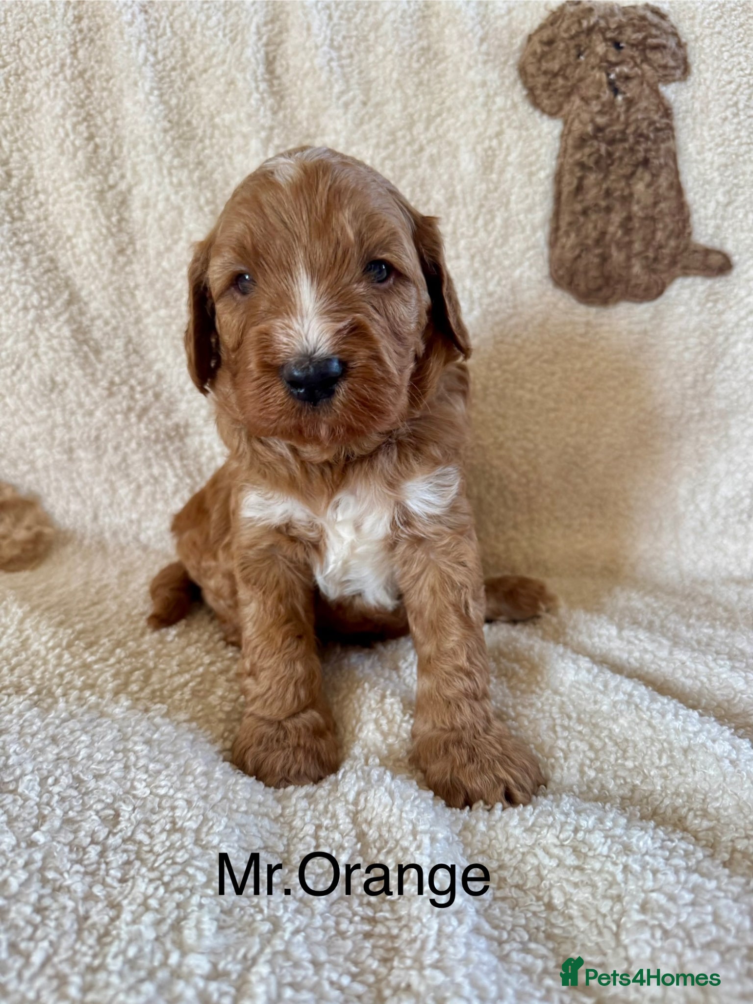 Australian Labradoodle dogs for sale: Gorgeous Tuxedo Marking Australian Labradoodles - Advert 4