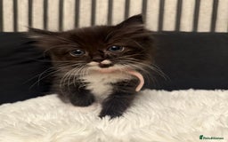 Ragdoll cats for sale: Tuxedo Ragdoll mix kittens - Image 1