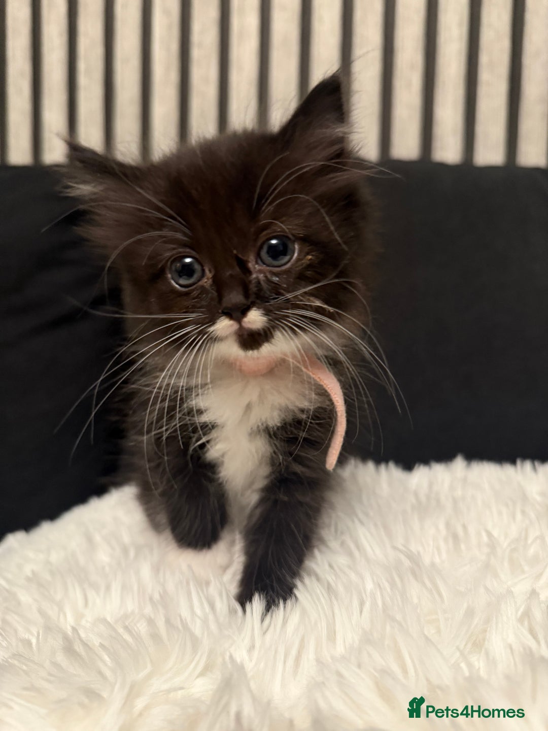 Ragdoll cats for sale: Tuxedo Ragdoll mix kittens - Image 1