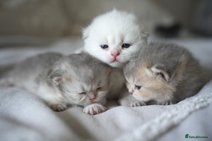 Scottish Fold cats - Advert 12