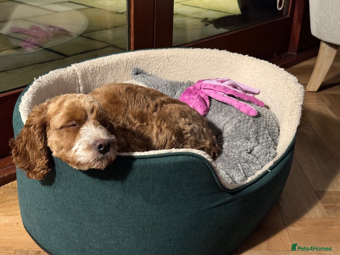 Cavapoo dogs for sale: Expecting a litter-health tested F1b Cavapoo pups - Image 24
