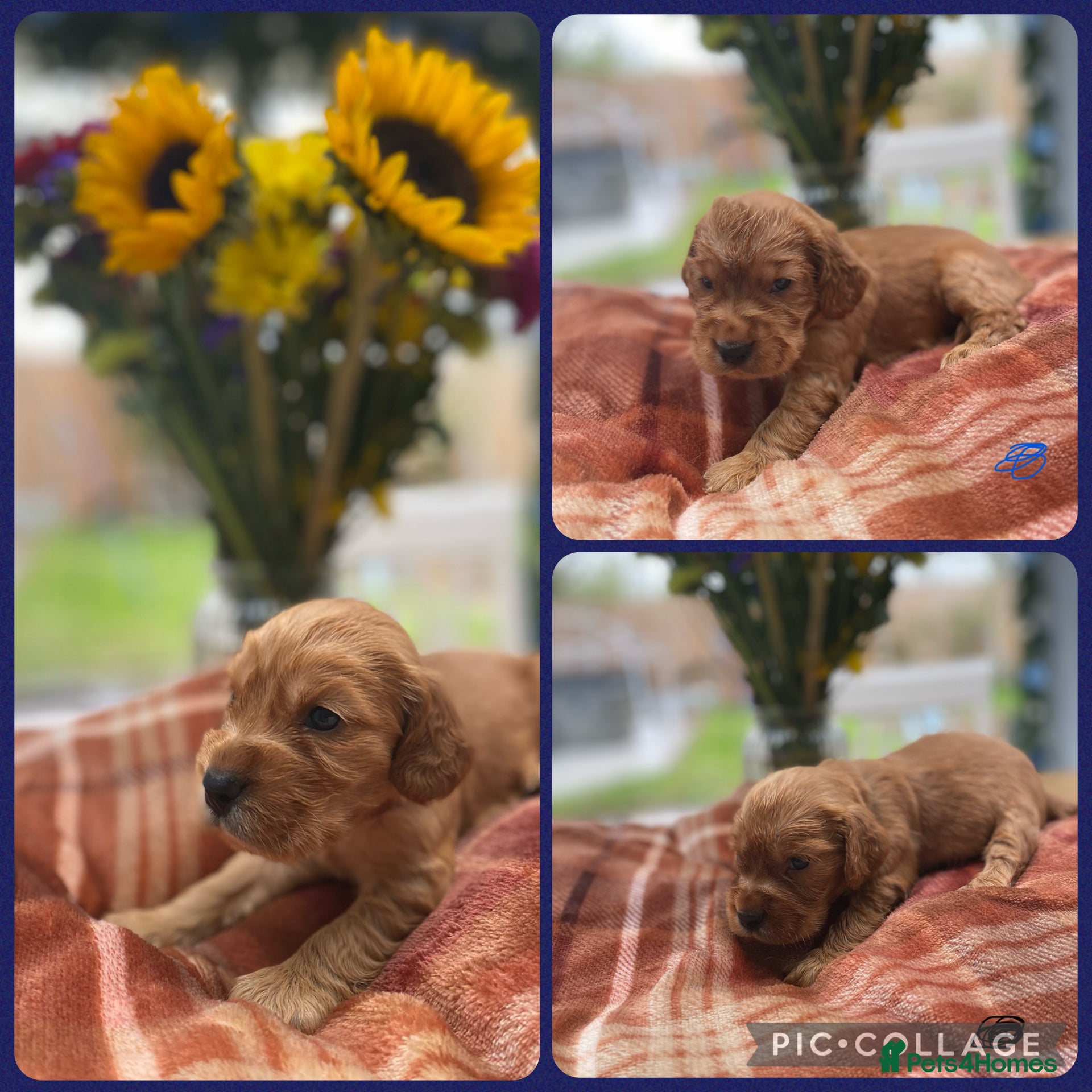 Cocker Spaniel dogs KC Reg Show Type Cocker Spaniel puppies - Advert 1