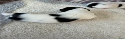 Jack Russell dogs for sale: Short legged Jack russells - Advert 16