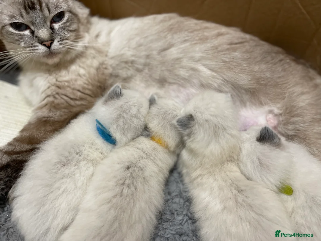 Ragdoll cats for sale: Active Luxury Pedigree European Ragdolls  - Advert 4