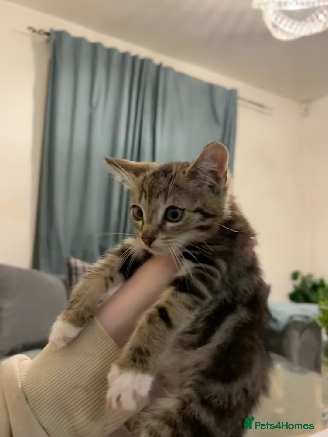 Bengal cats for sale: Last Marble Bengal Girl Available  - Advert 2