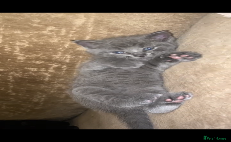 Domestic Shorthair cats - Advert 8