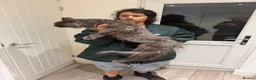 Maine Coon cats for sale: Proven TICA Active Blue Maine Coon Stud Goose � - Advert 3