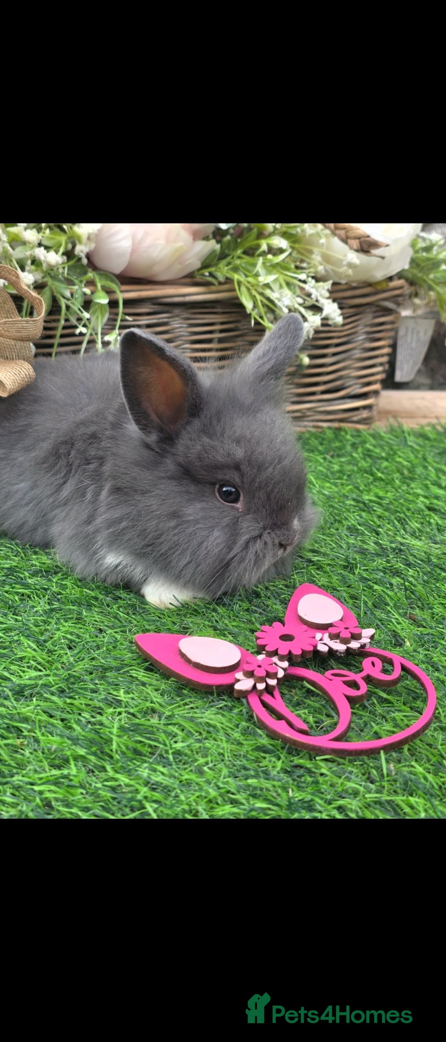 Lionhead rabbits Double Mained Lions For Reserve. - Advert 1