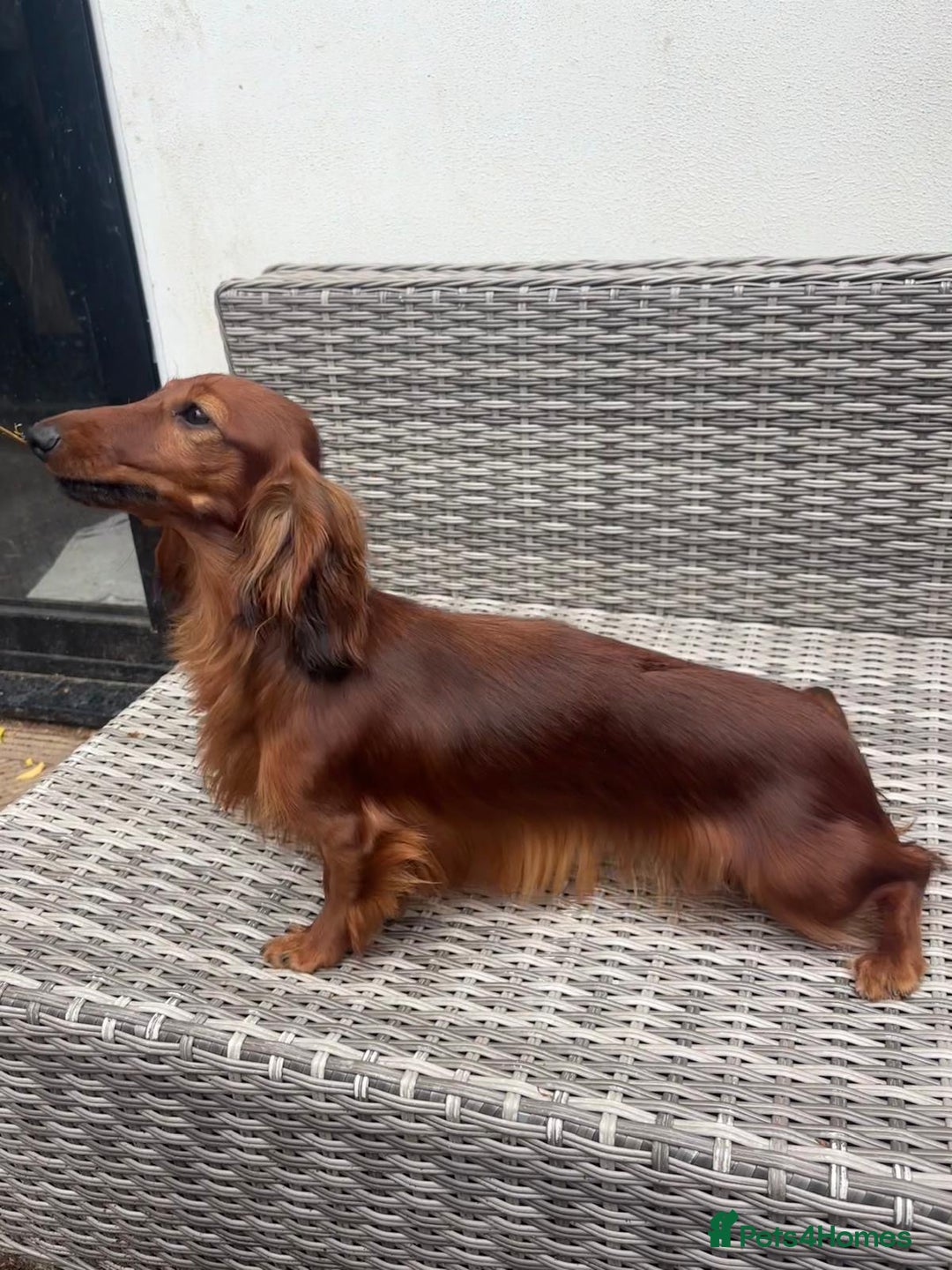 Miniature Dachshund dogs for sale: Quality Russian shaded red minis - Advert 3