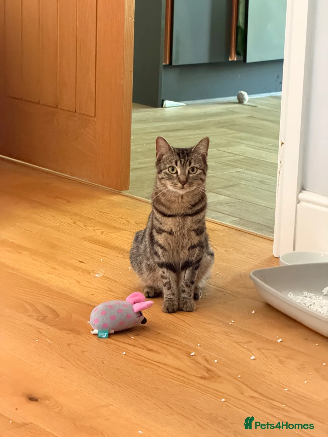 Bengal cats for sale: 2 Bengal mix boy kittens for sale  - Advert 2