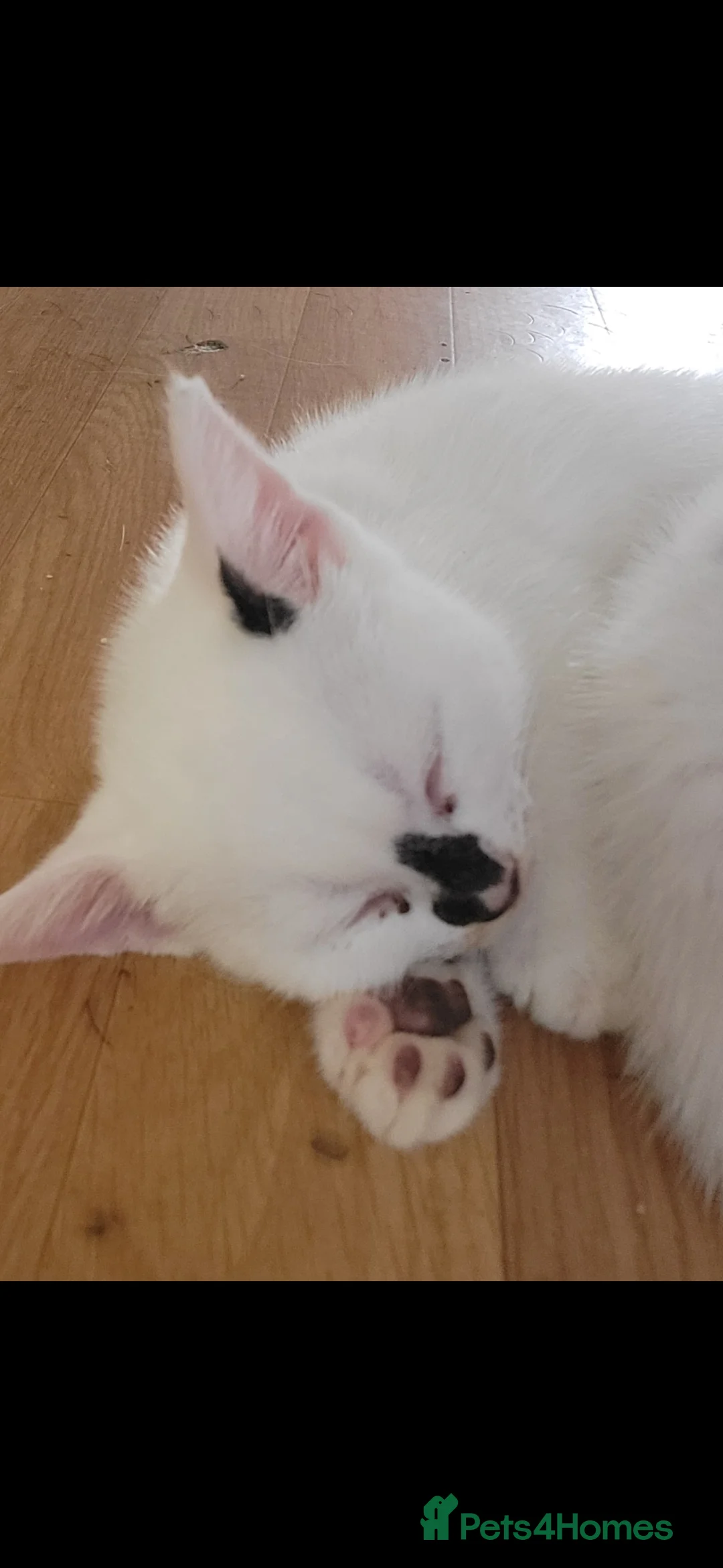 Mixed Breed cats for sale: Kittens aged 9 wks x1 female x2 male in Yeovil - Advert 2