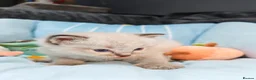 Ragdoll cats for sale: Beautiful Ragdoll Kittens Looking for Forever Home in Bolton - Advert 10