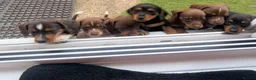 Dachshund dogs for sale: Pups for sale - Advert 2