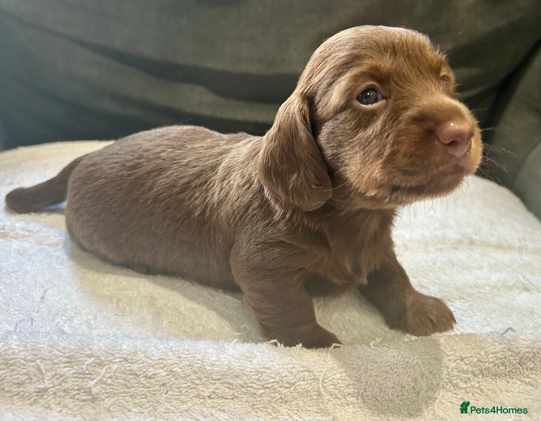 Miniature Dachshund dogs for sale: Stunning Kc Reg Long Hair Mini Dachshund puppies  - Image 6