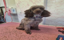Toy Poodle dogs for sale: Toy poodle - Image 1