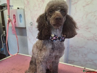 Toy Poodle dogs - Advert 21