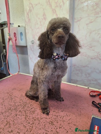 Toy Poodle dogs - Advert 1