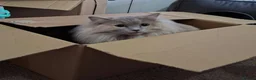 Mixed Breed cats for sale: Maincoon-ragdoll  - Advert 5