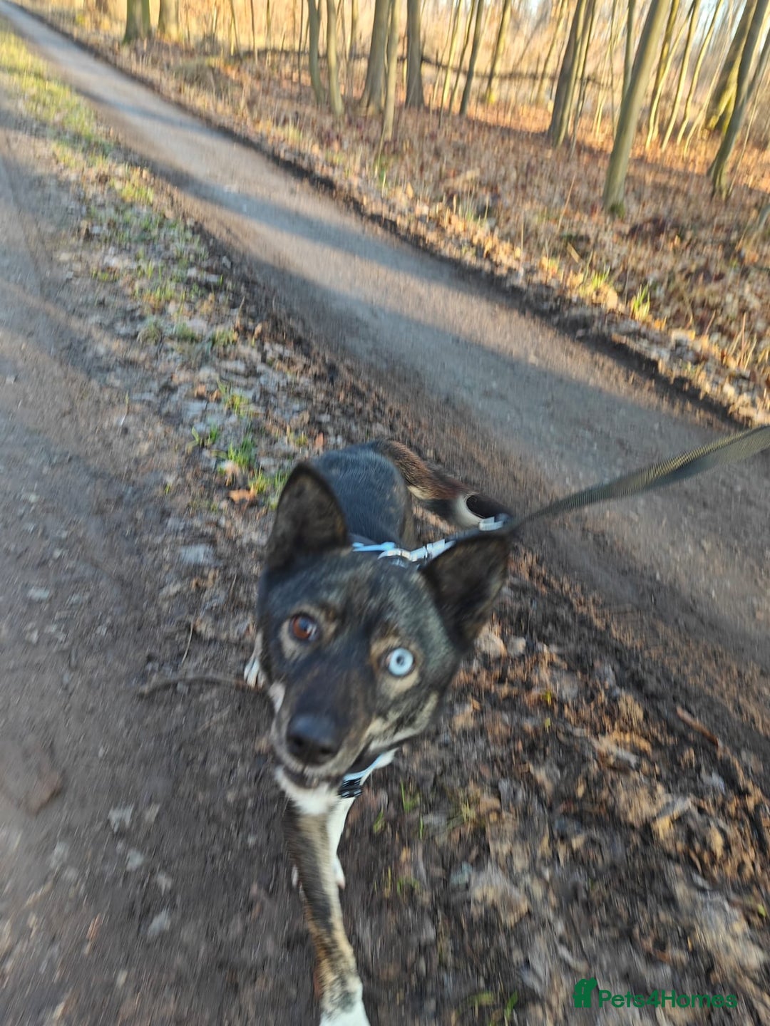 Mixed Breed dogs for adoption: ❤️VIKA – A Gentle Soul with Eyes of Two Worlds❤️ - Advert 12