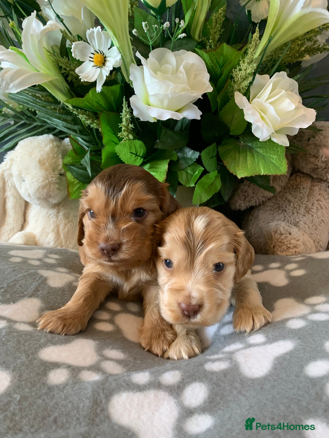 Cocker Spaniel dogs for sale: Health tested KC reg show type cocker spaniels  in Abergele - Image 32