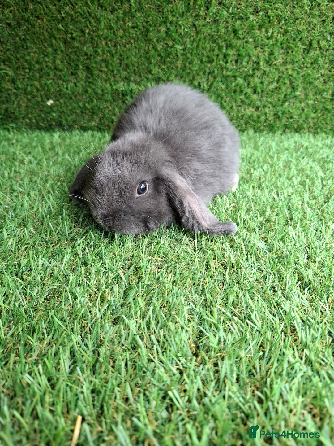 Mini Lion Lop rabbits for sale: MINI LOP DOES - Image 2