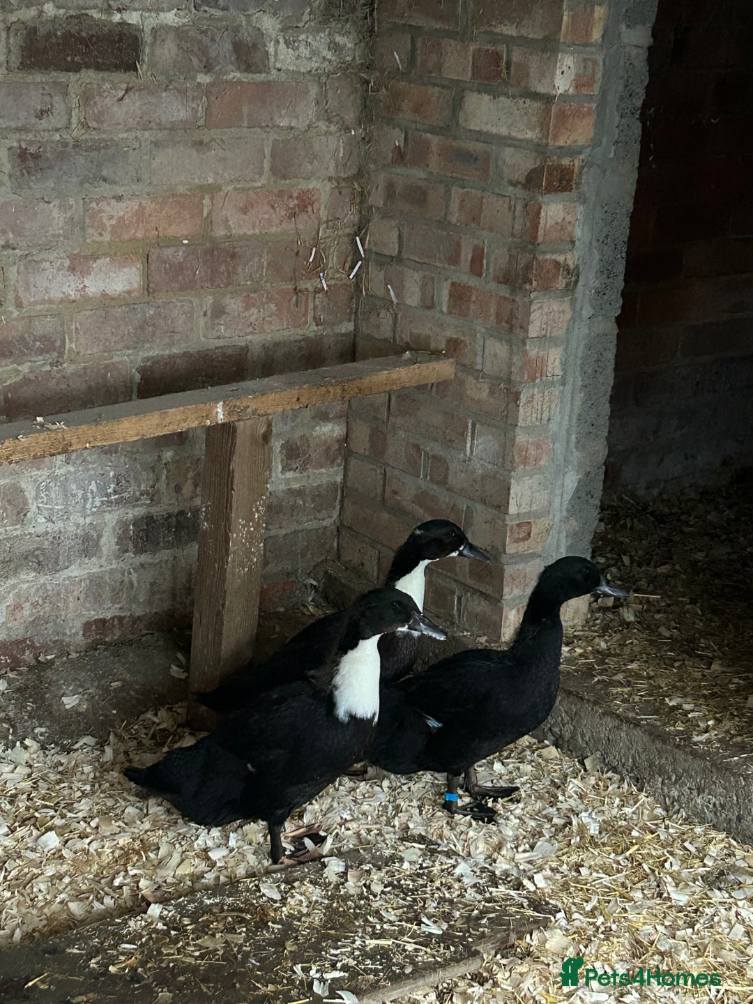 Ducks poultry for sale: Trio of male ducks - Advert 2